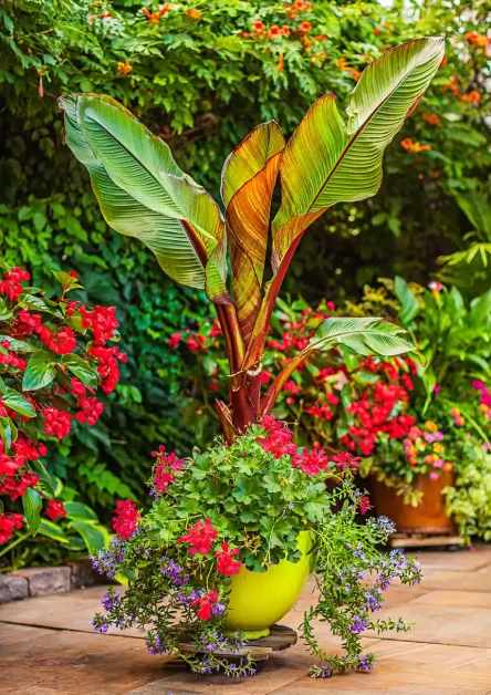 12. Exotic Tropical Plant Combinations