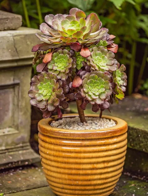 15. Single Plant Statement Containers