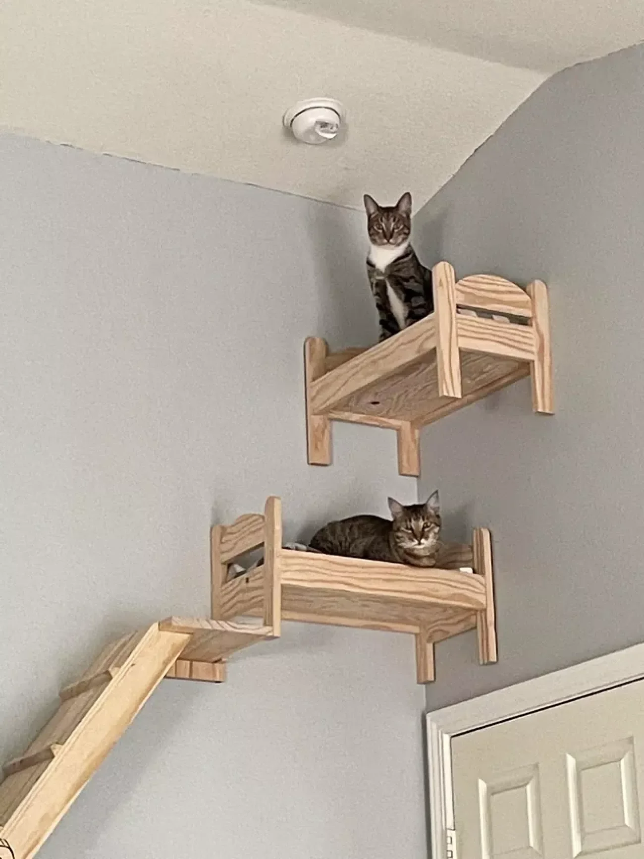 25 Stylish Cat Room Ideas That'll Transform Your Home Into a Feline Paradise 9 A Bed With a View