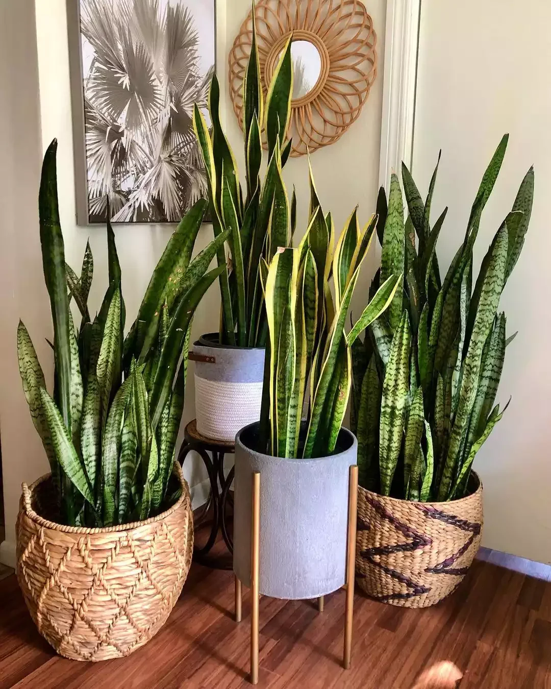 16 Beautiful Ways to Create Your Dream Indoor Garden Space A Collection for Novice Plant Lovers
