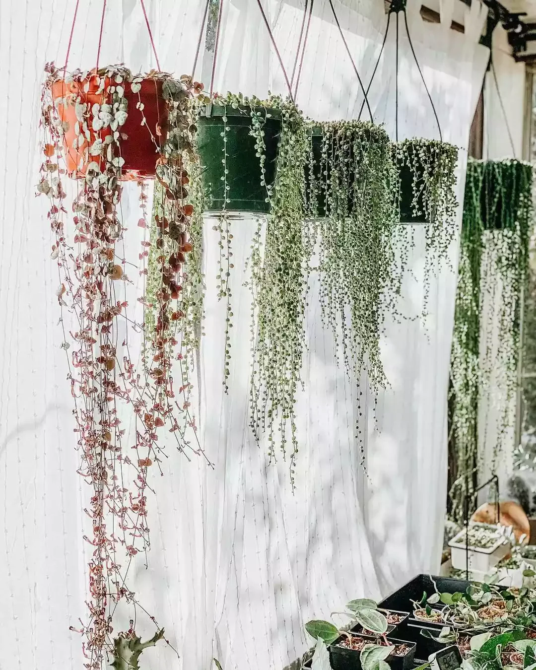 16 Beautiful Ways to Create Your Dream Indoor Garden Space A Curtain of Trailing Vines