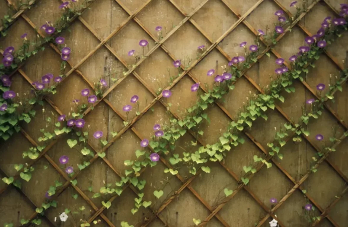 A Diamond-Patterned Trellis