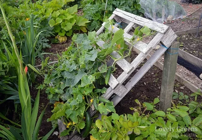 A-Framed Pallet Cucumber Trellis