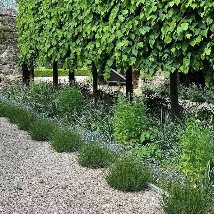 82 Stunning Front Yard Landscaping Ideas to Transform Your Home's Curb Appeal This Spring A Path of Small Trees