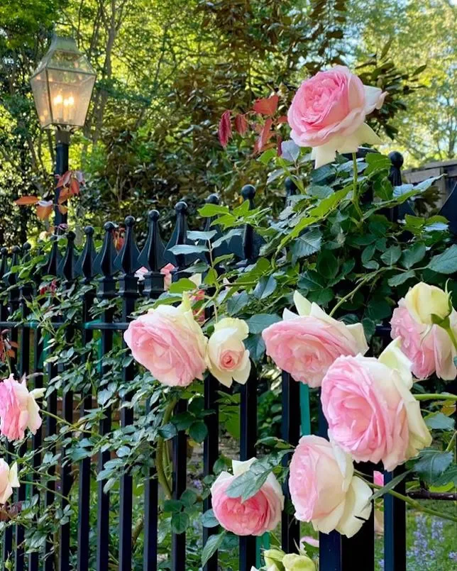 82 Stunning Front Yard Landscaping Ideas to Transform Your Home's Curb Appeal This Spring A Perfumed Welcome