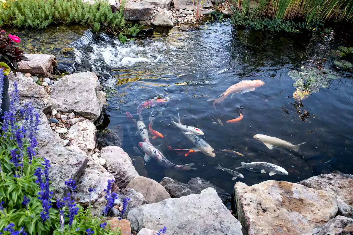 A Soothing Koi Pond