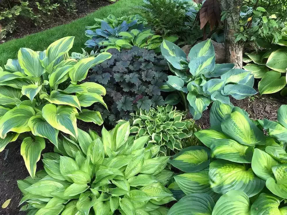 14 Stunning Hosta Garden Ideas That Will Transform Your Outdoor Space Achieve Balanced Design