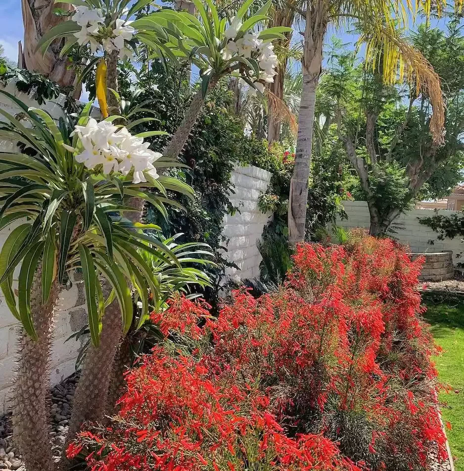 25 Breathtaking Desert Landscaping Ideas That Thrive in Hot Climates Add Color With Native Wildflowers