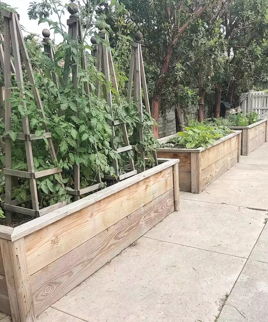 Add DIY Tomato Cages