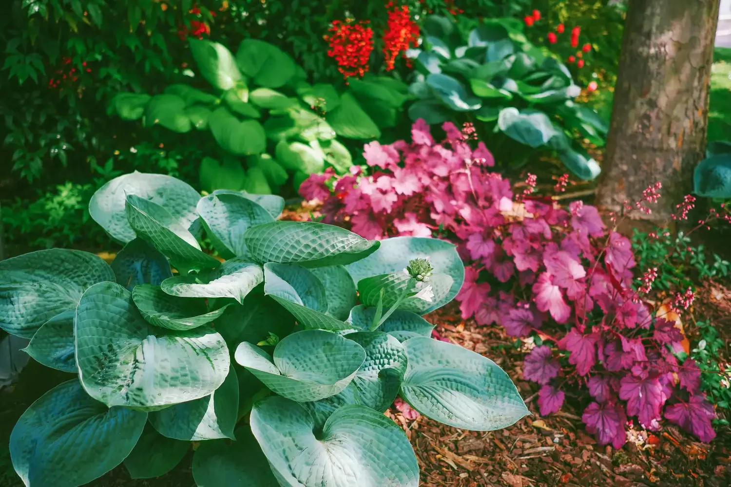 Add Variegated Hostas