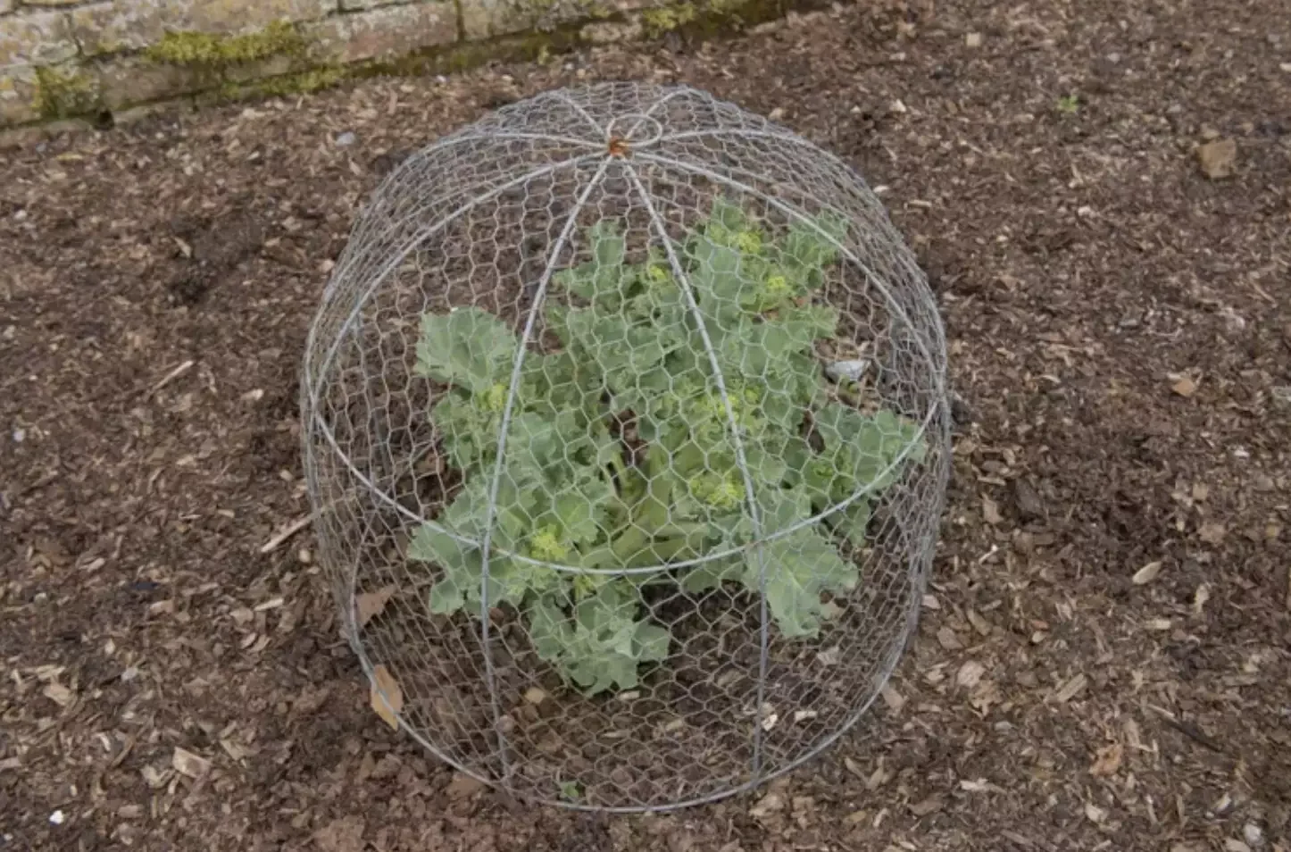Affordable Chicken Wire Trellis