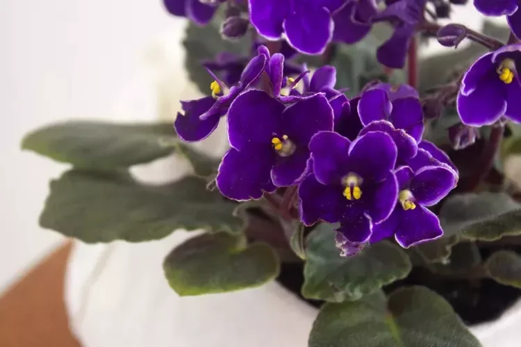30 Beautiful Indoor Plants That Will Transform Your Home Into a Green Paradise 27 African Violets