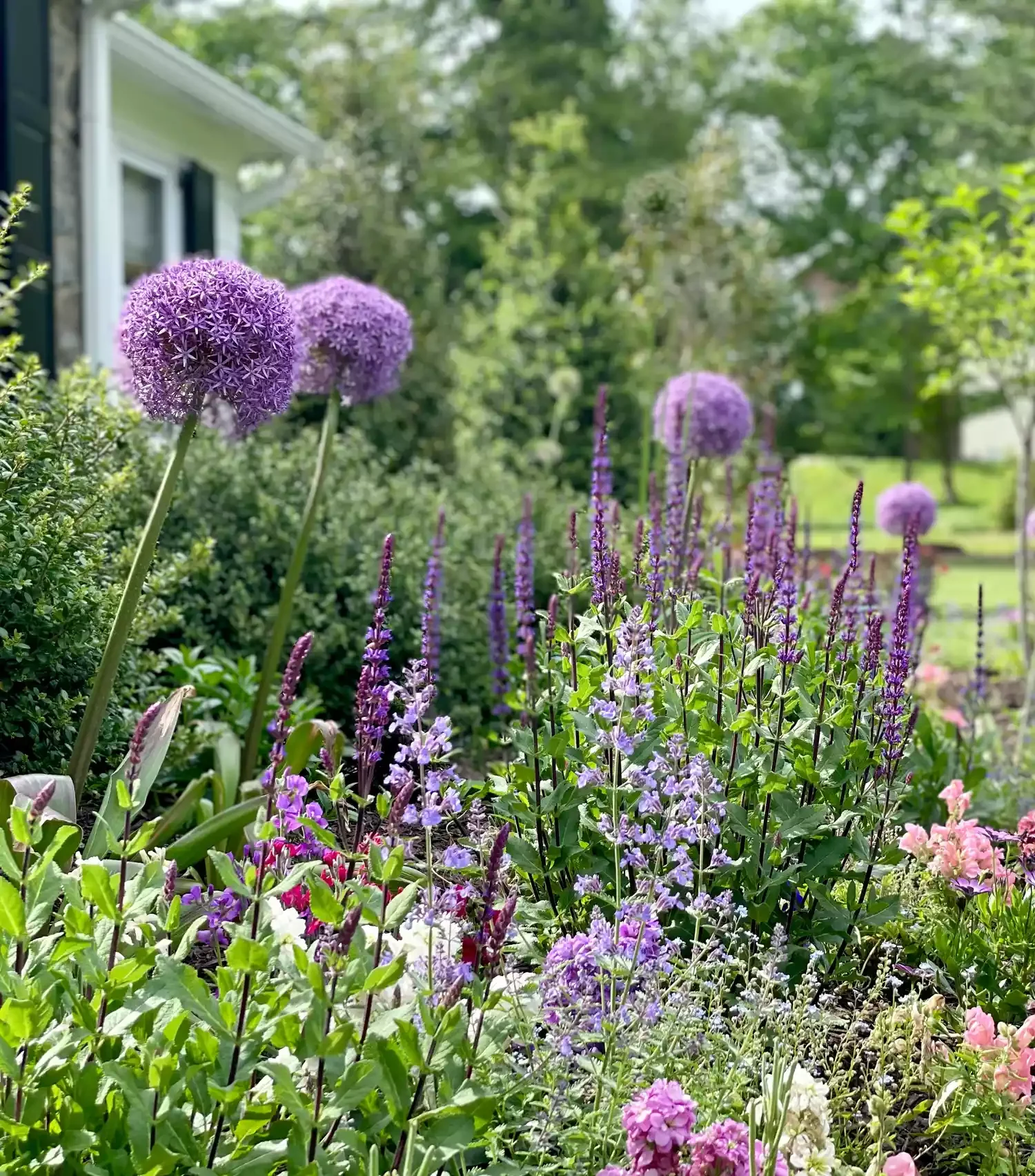 12 Spring Bulb Garden Ideas That Will Transform Your Outdoor Space This Year Alliums