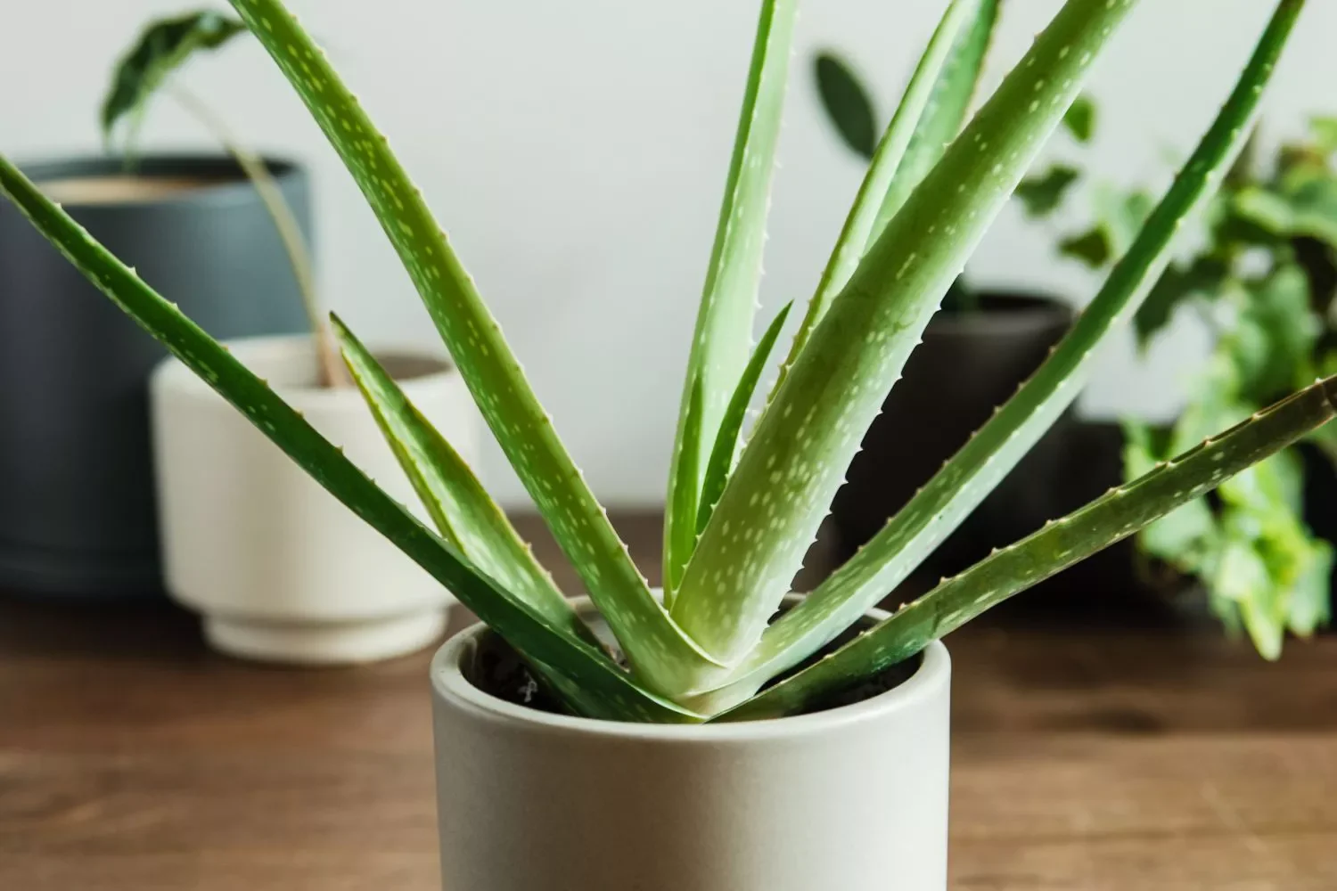 30 Beautiful Indoor Plants That Will Transform Your Home Into a Green Paradise 30 Aloe Vera
