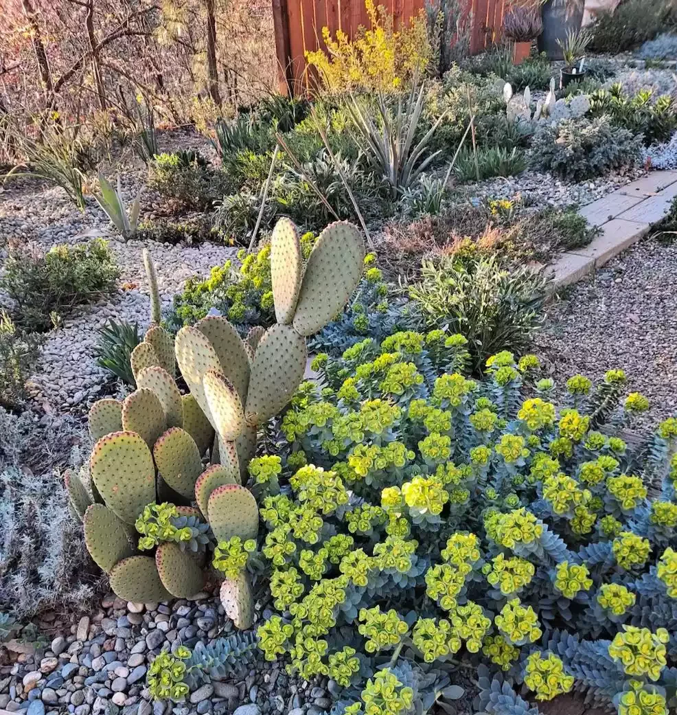 25 Breathtaking Desert Landscaping Ideas That Thrive in Hot Climates Amend the Desert Soil