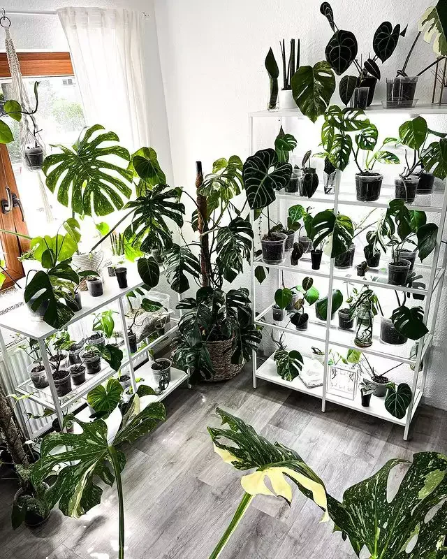 15 Indoor Plant Room Ideas to Create Your Personal Green Paradise 5 An Arcadia of Aroids