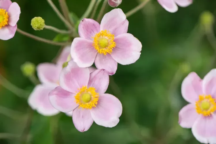 12 Spring Bulb Garden Ideas That Will Transform Your Outdoor Space This Year Anemones