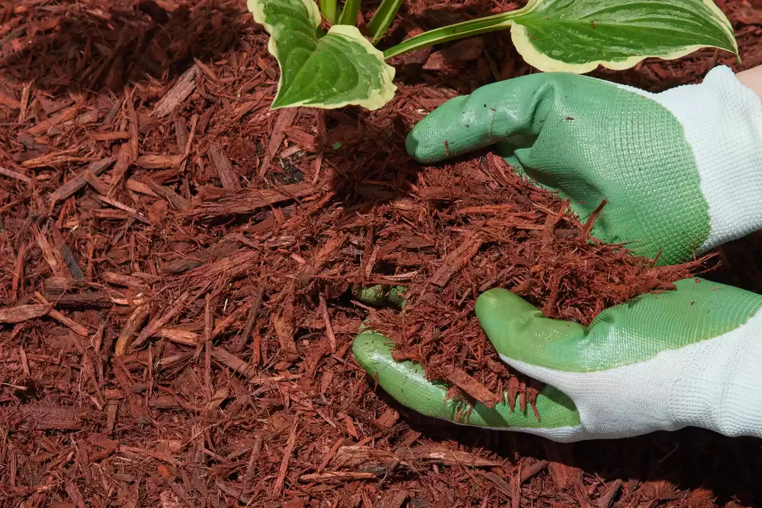 22 Cold-Season Garden Projects That Will Transform Your Outdoor Space This Winter 7 Apply Mulch