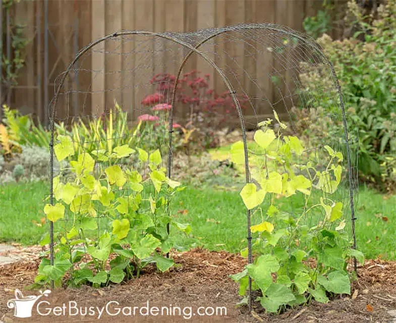 Arched Metal Cucumber Trellis