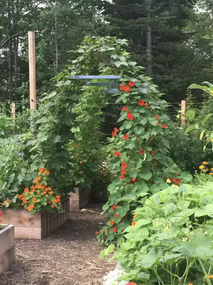 Arched Trellis