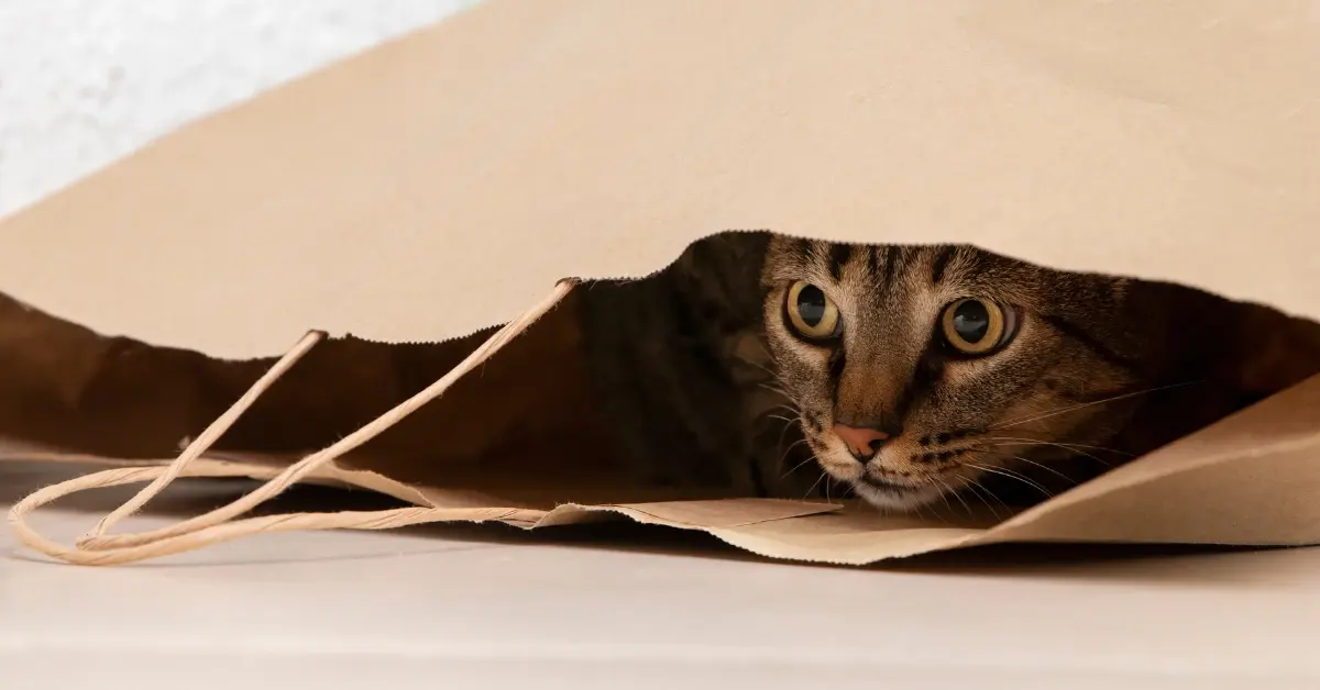 Are Cats Easy to Hide from Landlords