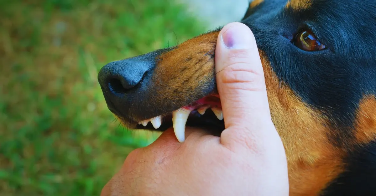 Are Landlords Liable for Dog Bites in Oklahoma
