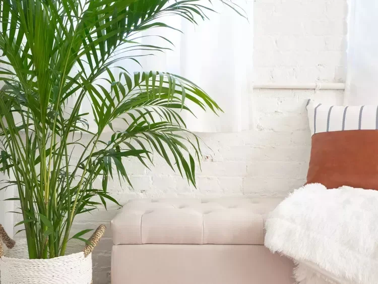 30 Beautiful Indoor Plants That Will Transform Your Home Into a Green Paradise 9 Areca Palm