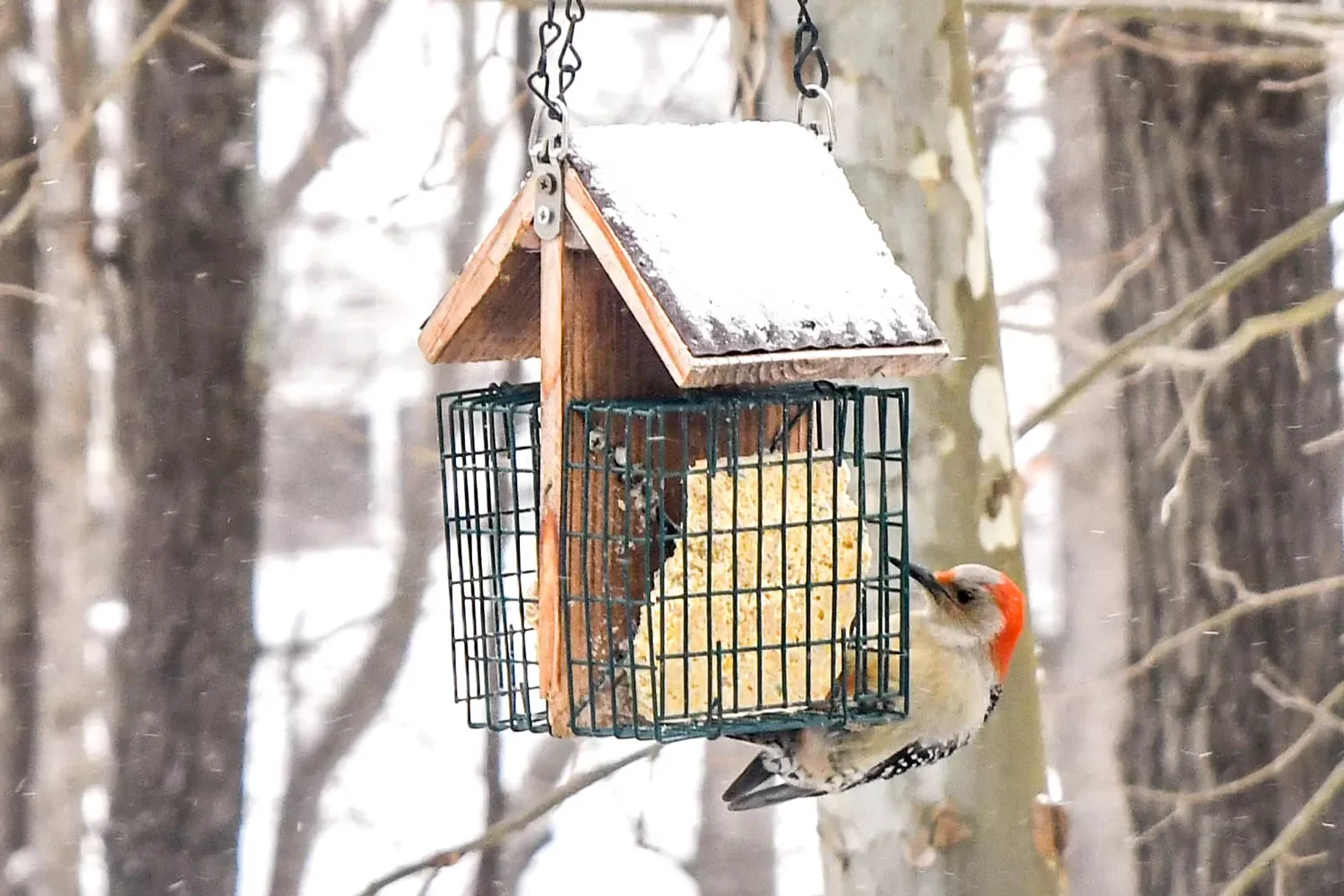 22 Cold-Season Garden Projects That Will Transform Your Outdoor Space This Winter 10 Attract Winter Birds