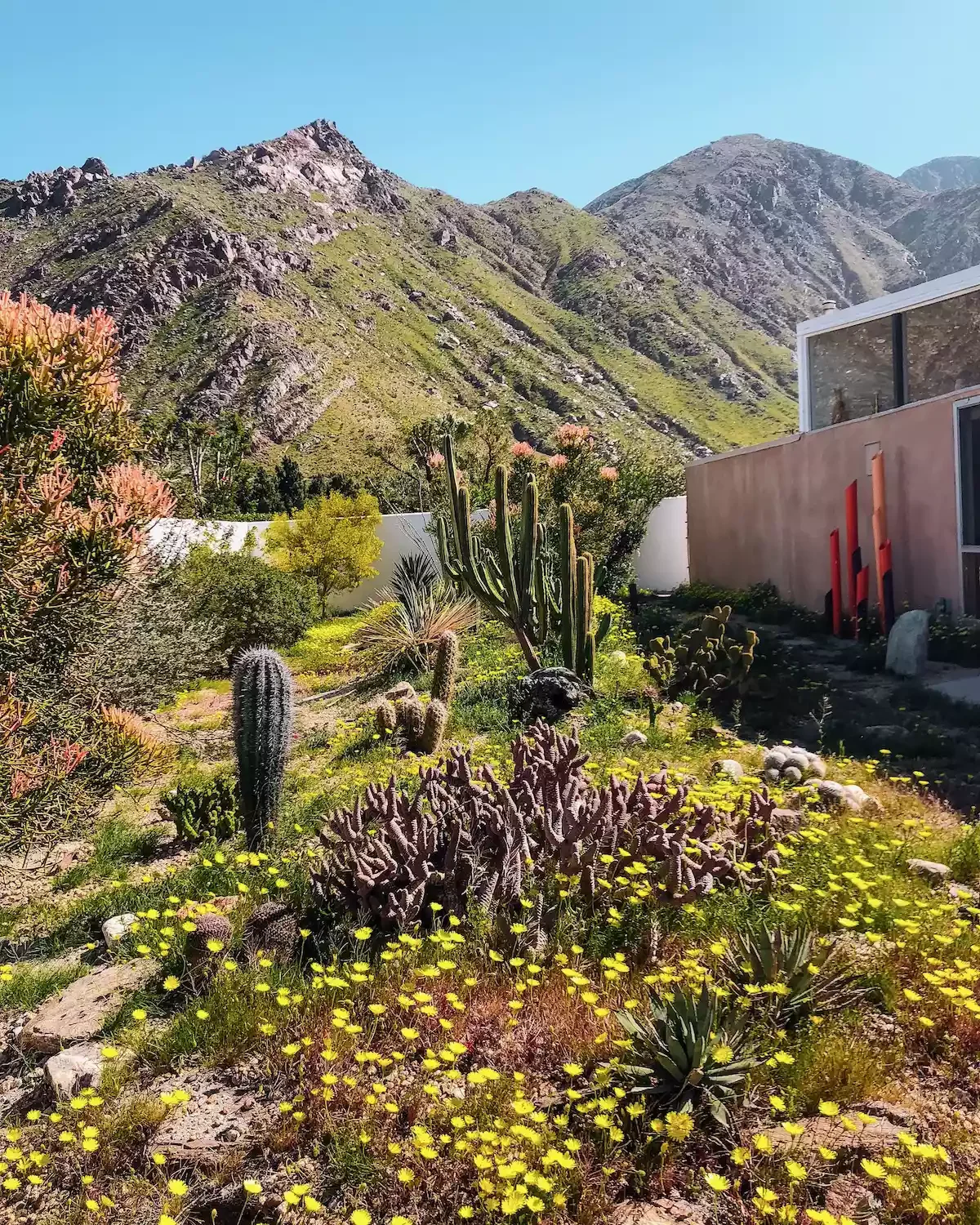 Backyard Cactus Garden