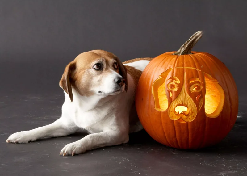 23 Canine Pumpkin Carving Templates That Are Free & Fun 17 Beagle Pumpkin