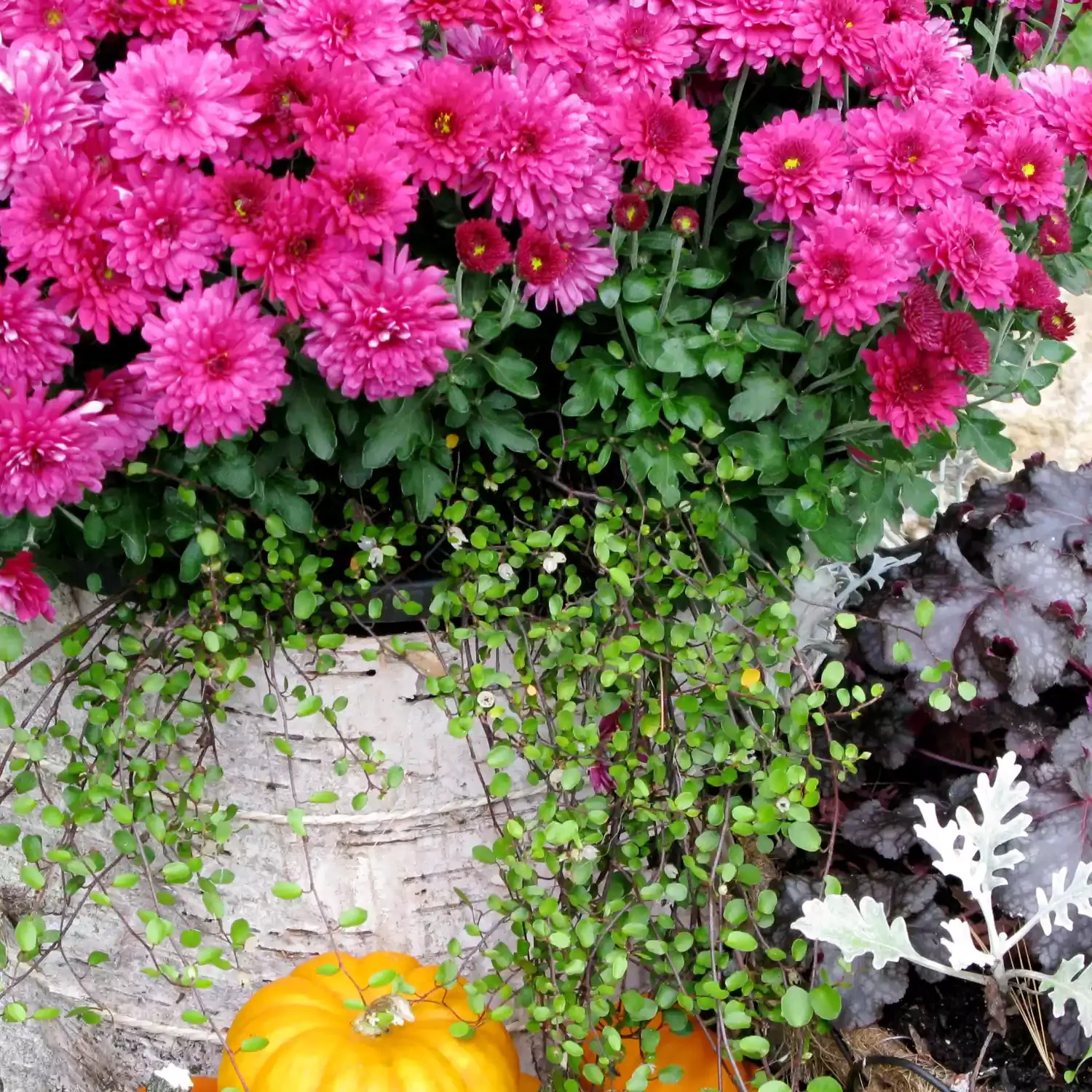20 Stunning Fall Container Ideas to Transform Your Outdoor Space 13 Birch Bark Pot With Mums and Wire Vine