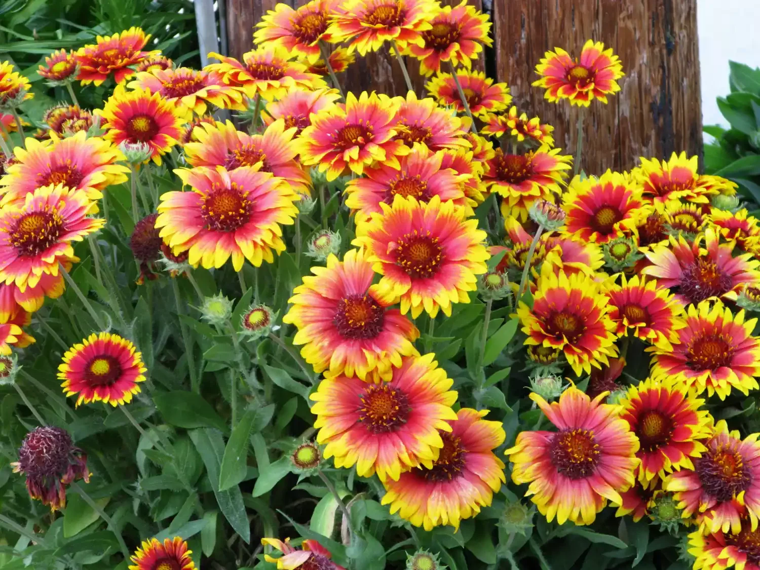 20 Stunning Fall Container Ideas to Transform Your Outdoor Space 15 Blanketflower