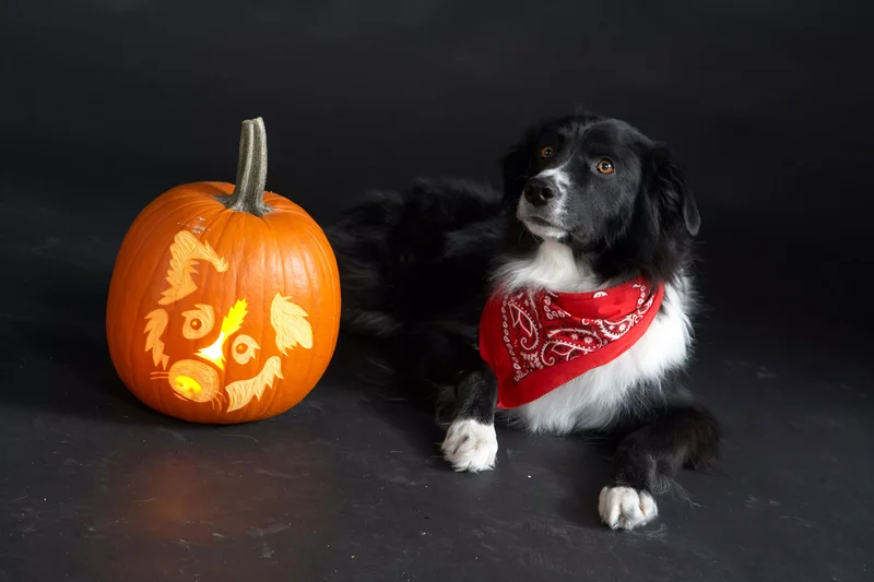 23 Canine Pumpkin Carving Templates That Are Free & Fun 10 Border Collie Pumpkin