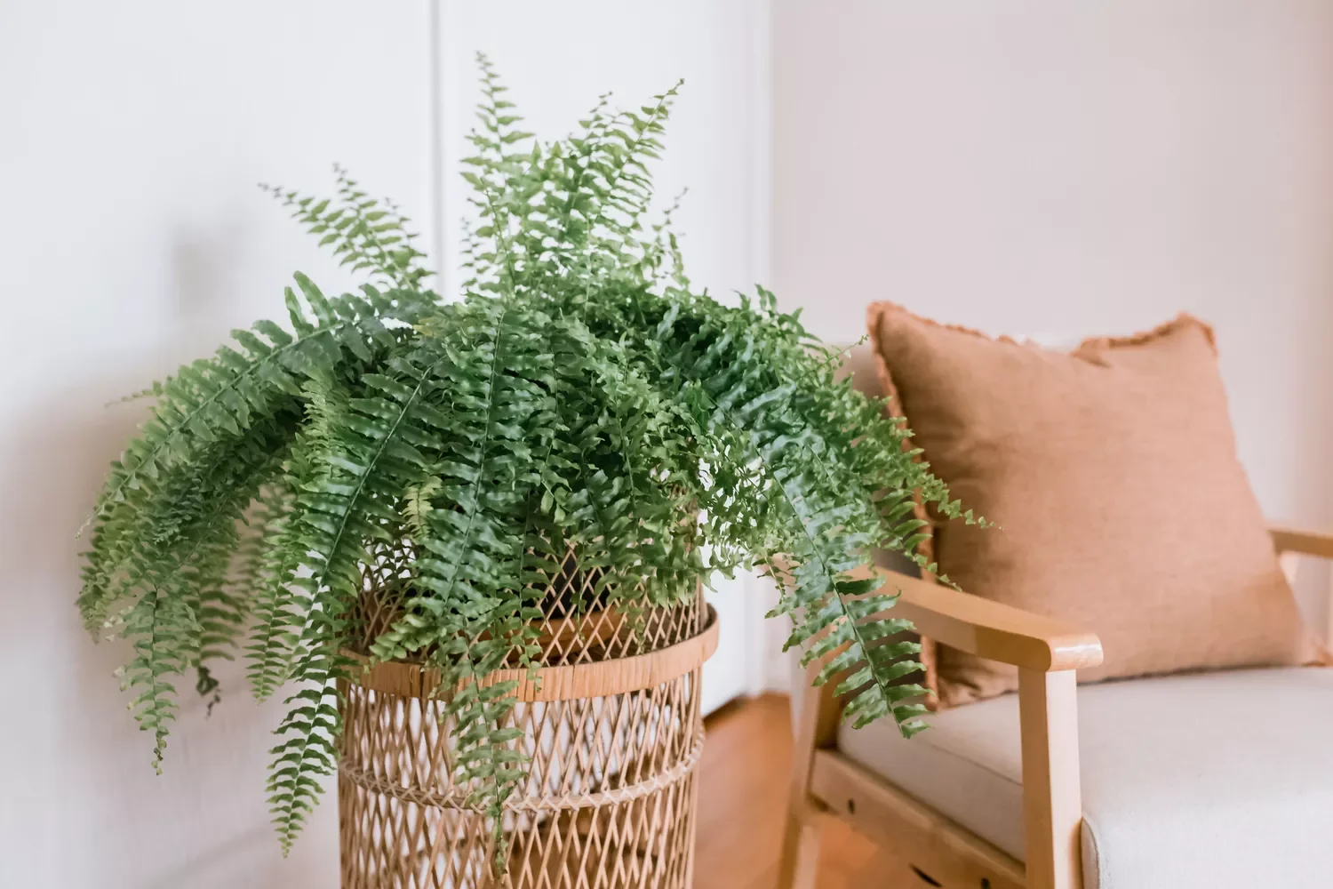 30 Beautiful Indoor Plants That Will Transform Your Home Into a Green Paradise 1 Boston Fern