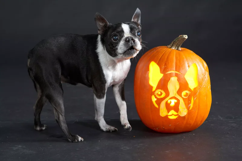 23 Canine Pumpkin Carving Templates That Are Free & Fun 1 Boston Terrier Pumpkin