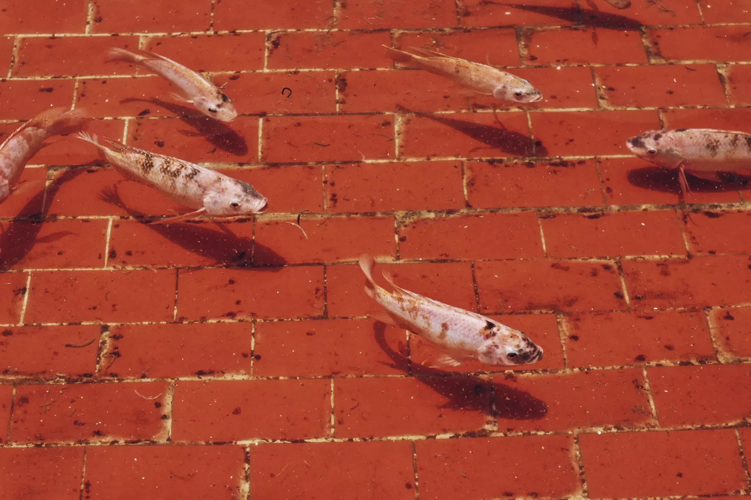 24 Beautiful Koi Pond Designs to Transform Your Outdoor Space Brick Bottom Koi Pond