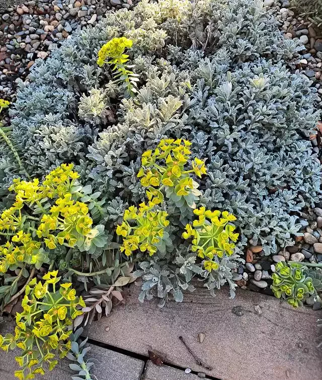13 Effortless Garden Border Ideas That'll Transform Your Outdoor Space Bring Colorful Foliage Forward