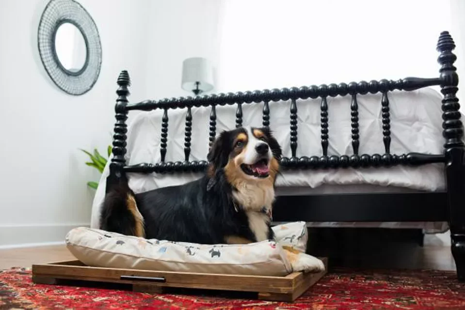 49 Brilliant Storage Solutions to Transform Every Room in Your Home Build a Dog Bed Trundle