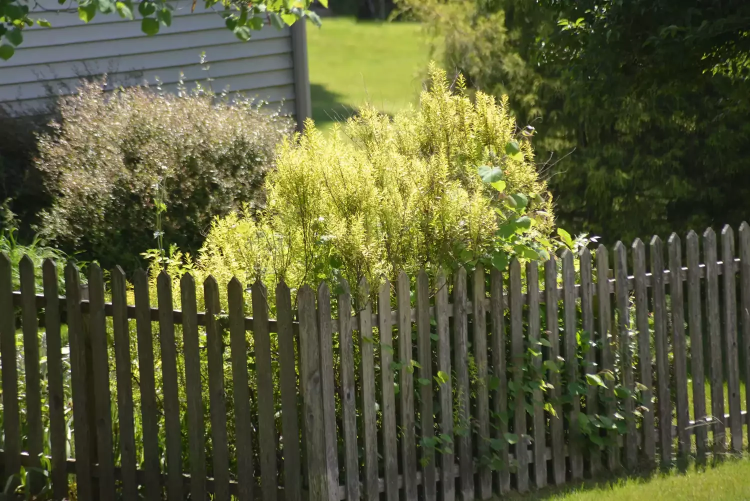Build a Short Wooden Fence