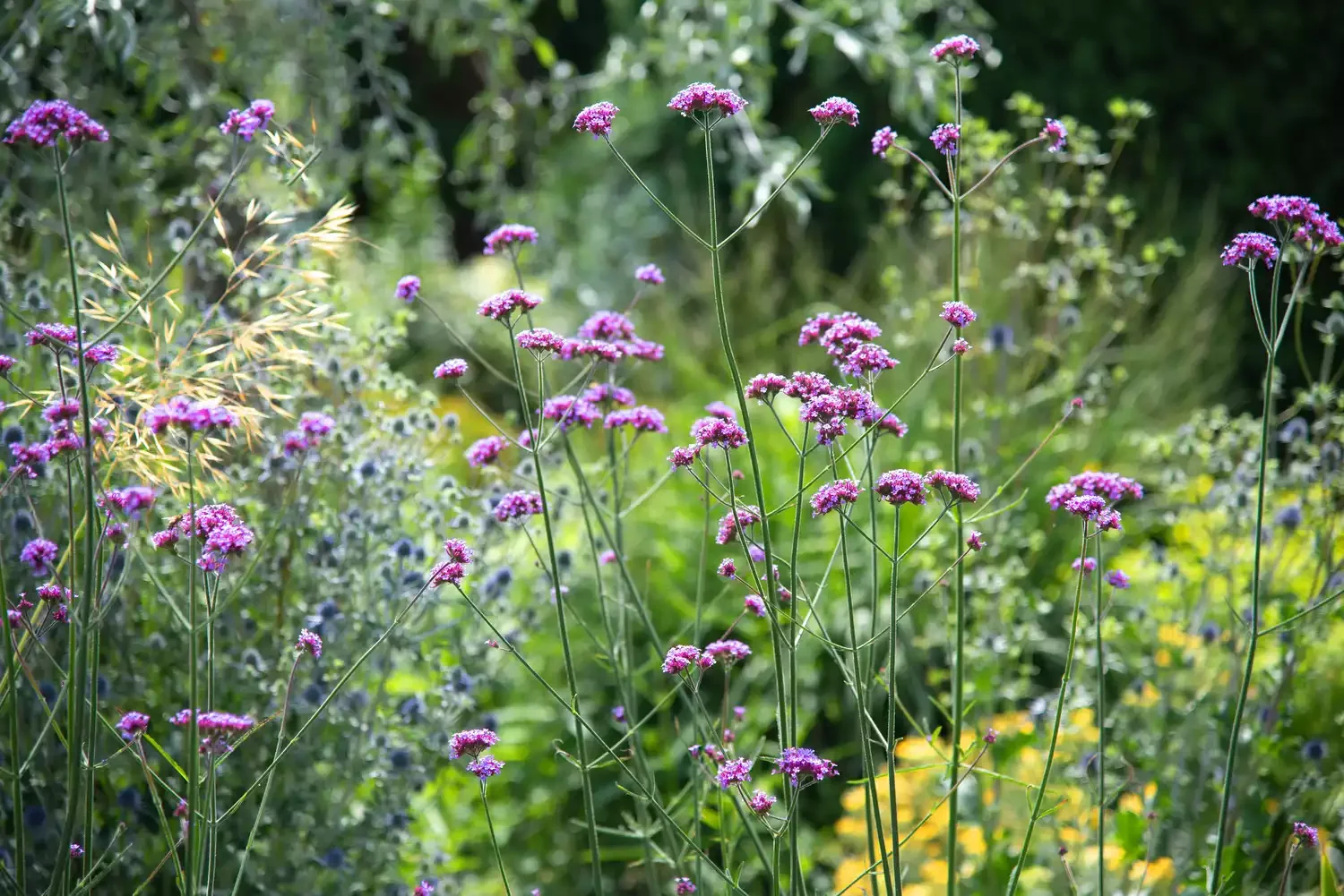 27 Stunning Flower Garden Designs to Transform Your Outdoor Space Butterfly Flower Garden