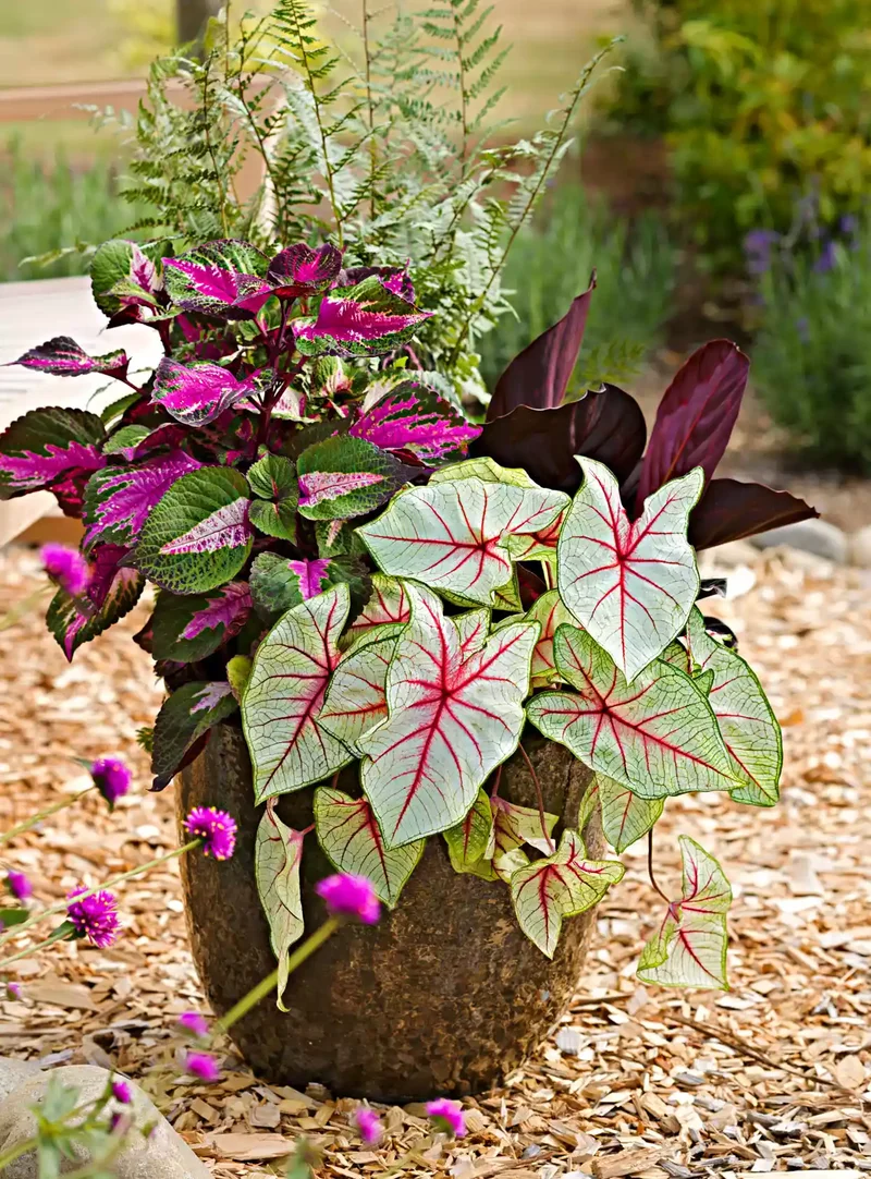 Caladiums for Colors