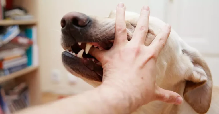Can I Get Compensation for a Dog Bite? Rental Awareness