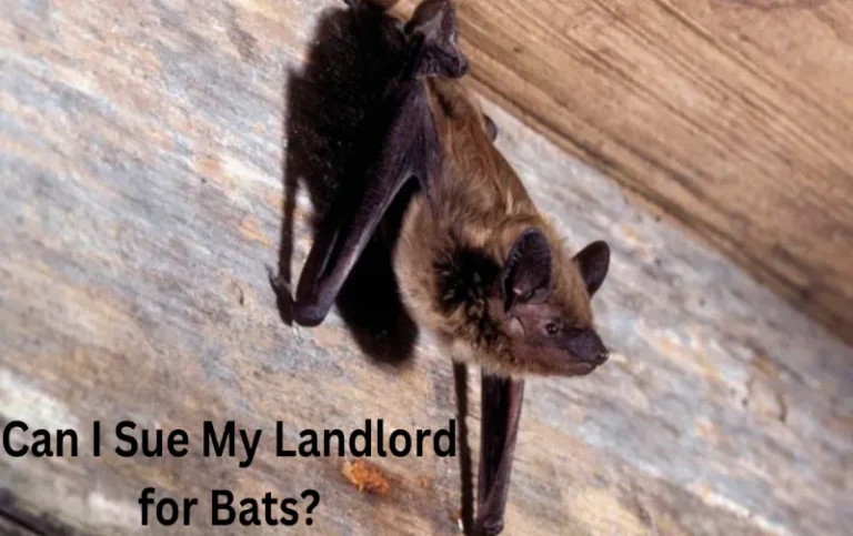 Can I Sue My Landlord for Bats? Take Legal Action for a Bat-Infested Rental