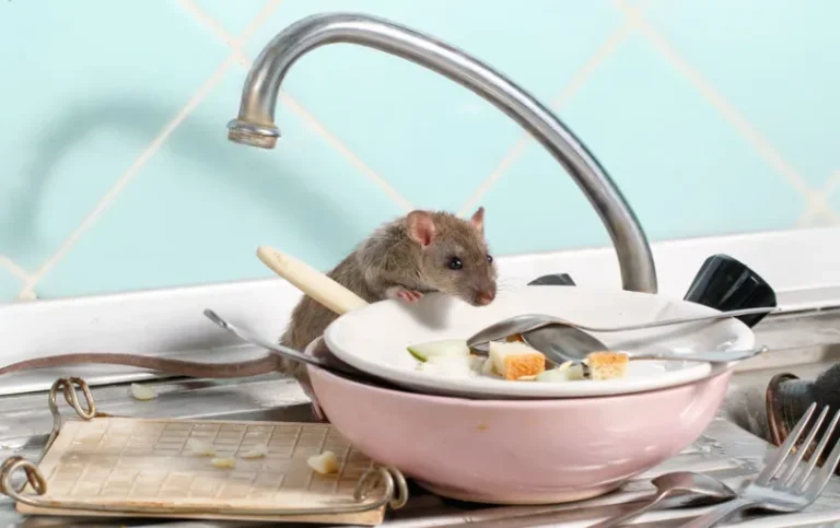 Can I Sue My Landlord for Mice Infestation? Take Legal Action Now!