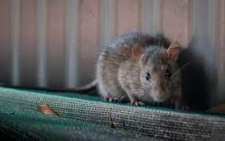 Can I Sue My Landlord for Rat Infestation? Discover Your Legal Rights