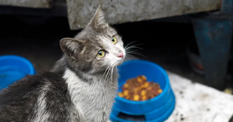 Can I Sue My Neighbor for Feeding Stray Cats? Find Out Now!
