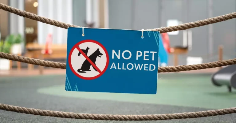 Can Landlord Forbid Pets Netherlands? Rental Awareness
