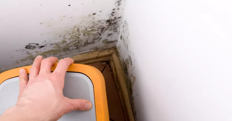 Can Landlord Get in Trouble for Mold? Rental Awareness