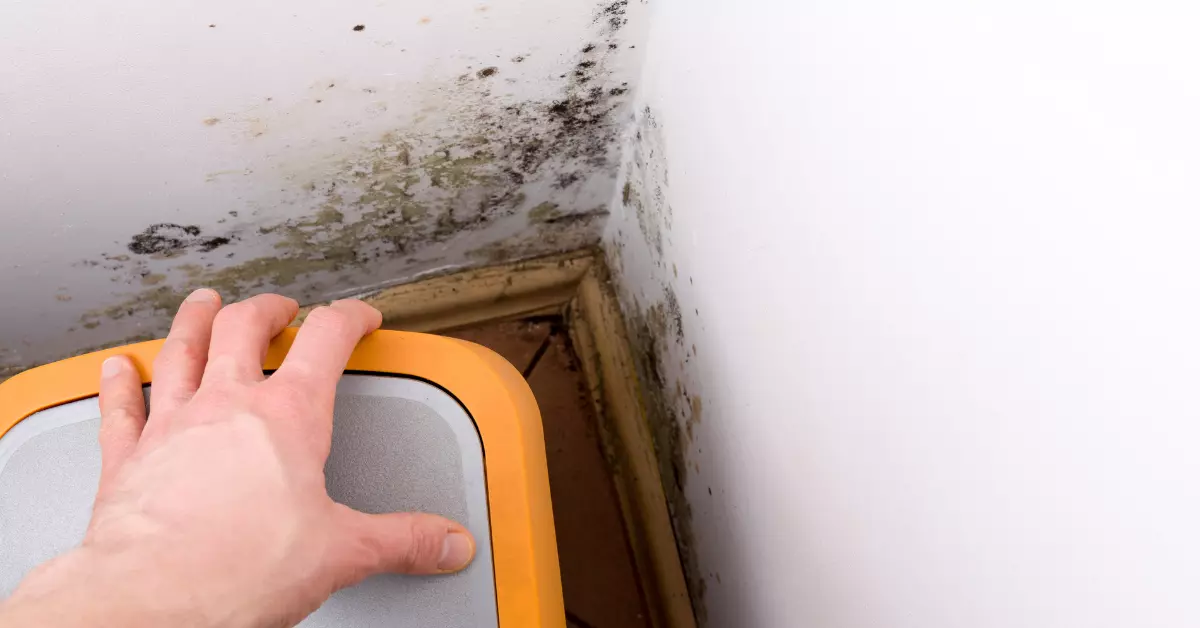 Can Landlord Get in Trouble for Mold