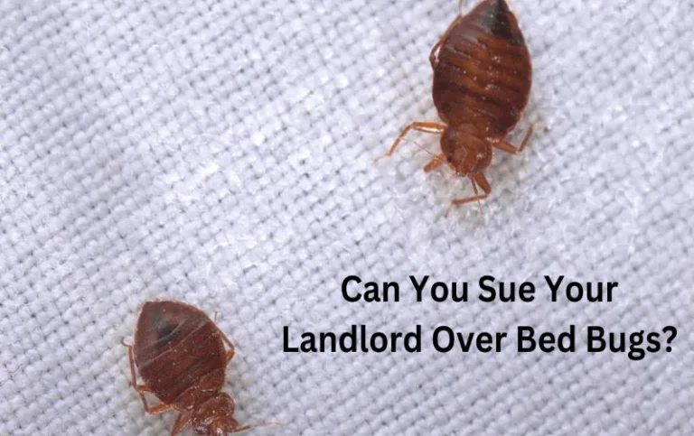 Can You Sue Your Landlord Over Bed Bugs? Unveiling Your Legal Rights